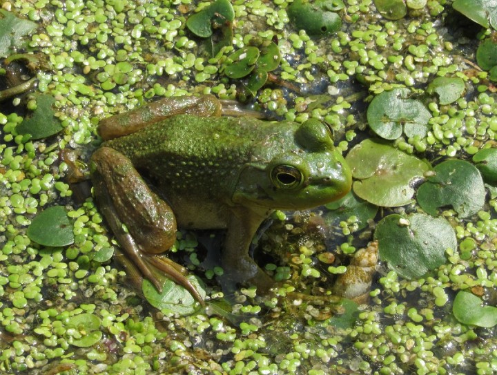 American Bullfrog